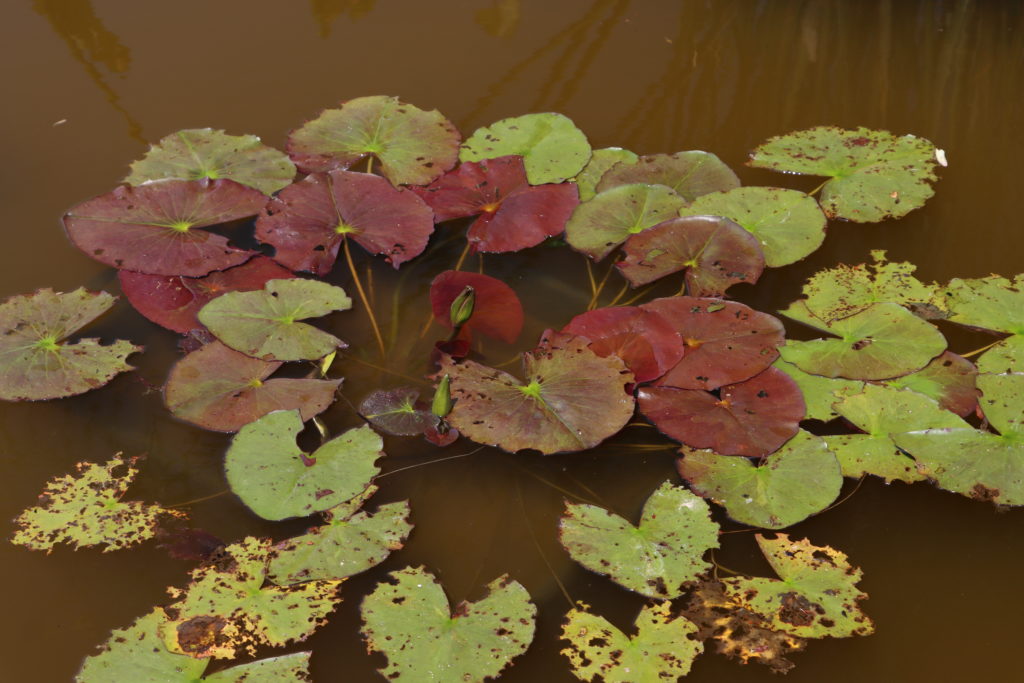 2021 ISG Hardy waterlily 01 - June 22 2021