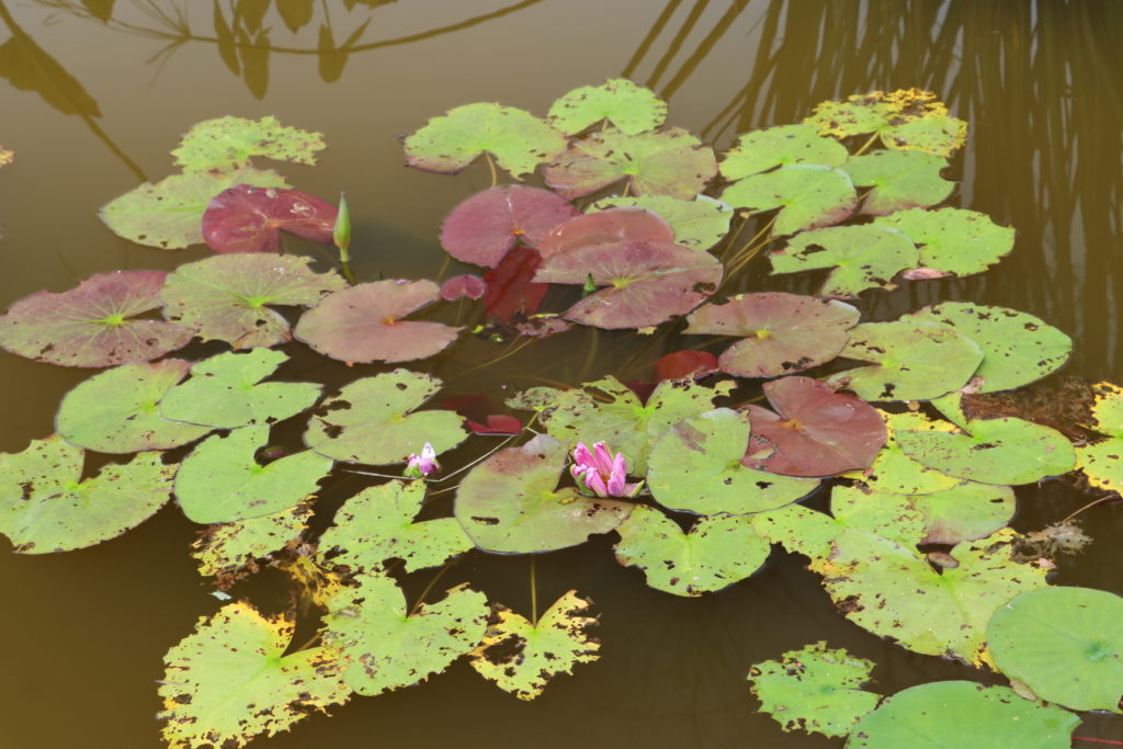 2021 ISG Hardy waterlily 01 - July 28 2021
