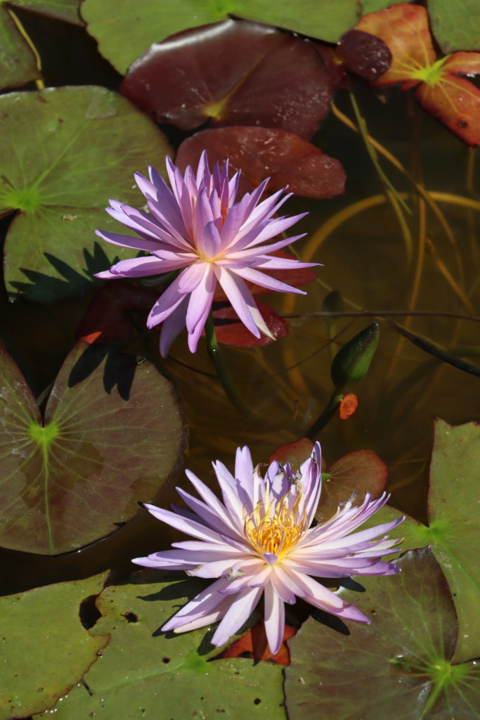 2021 ISG Hardy waterlily 01 - August 14 2021