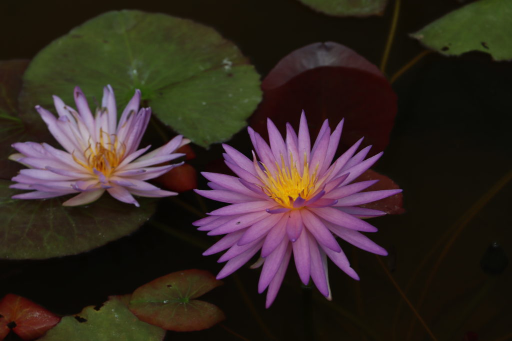 2021 ISG Hardy waterlily 01 - August 16 2021