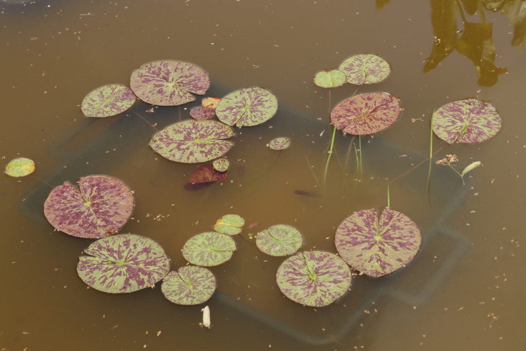 2021 ISG Hardy waterlily 02 - June 21 2021