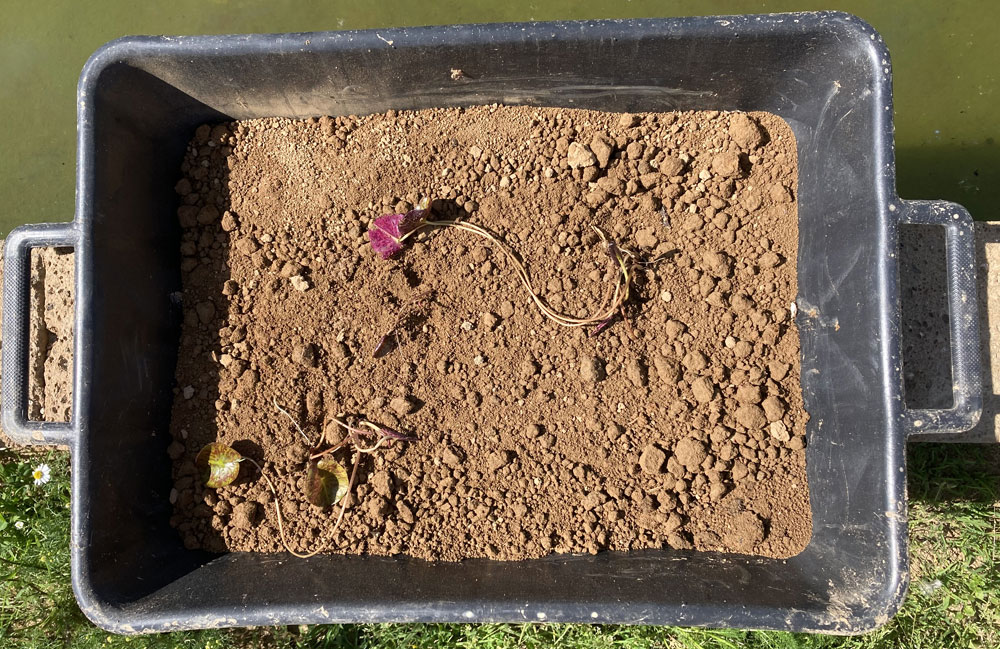 2021 ISG Hardy waterlily 02 - May 20 2021