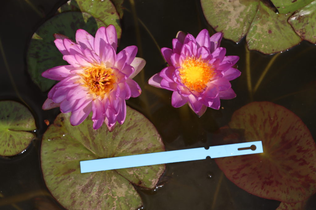 2021 ISG Hardy waterlily 02 - August 27 2021