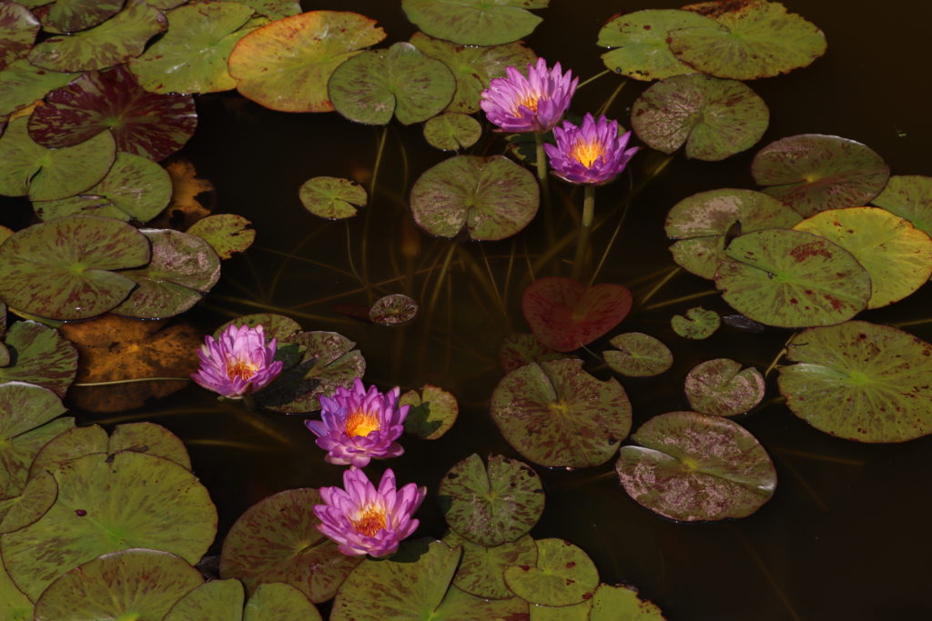 2021 ISG Hardy waterlily 02 - August 27 2021
