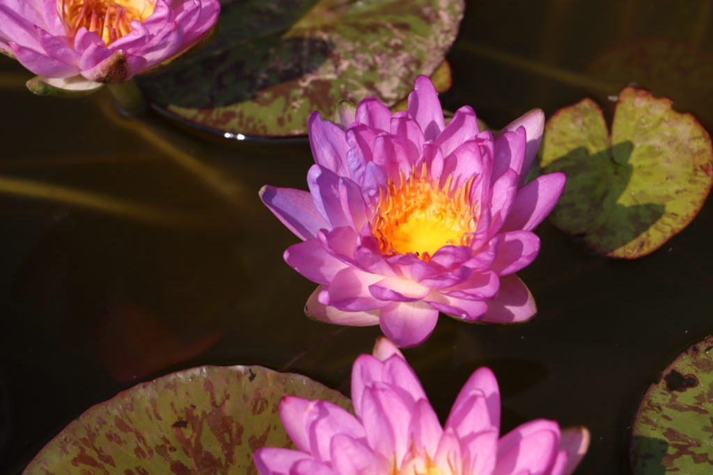 2021 ISG Hardy waterlily 02 - August 27 2021