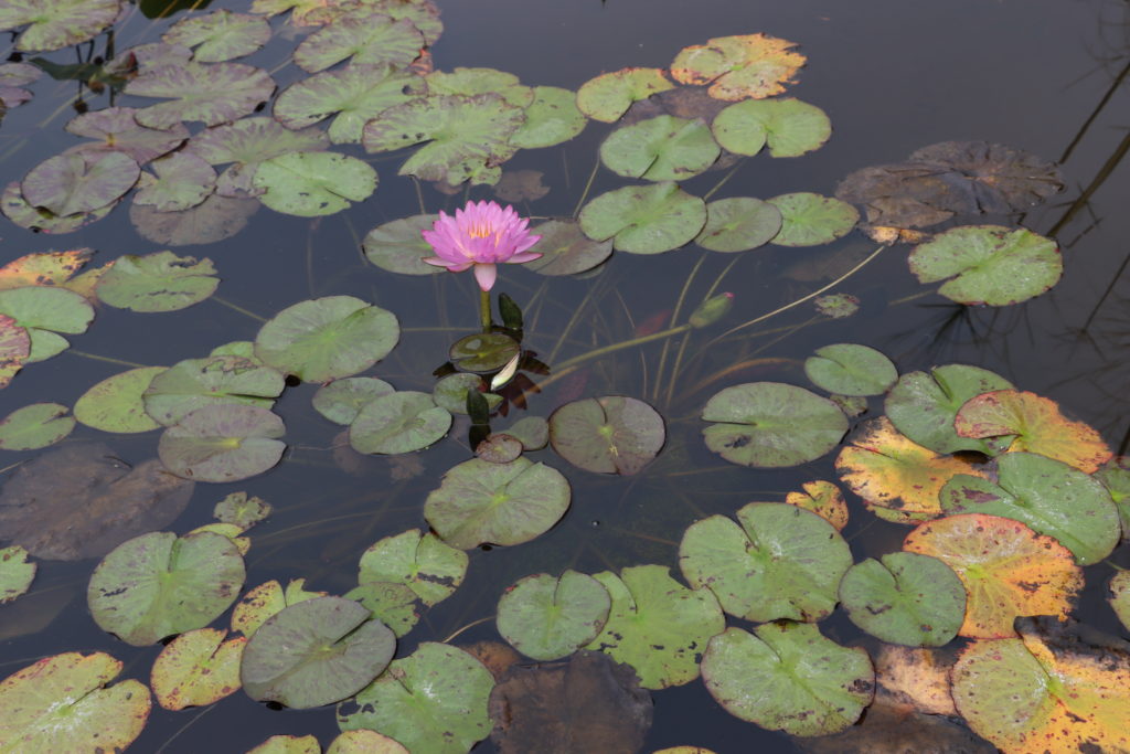 2021 ISG Hardy waterlily 02 - September 15 2021