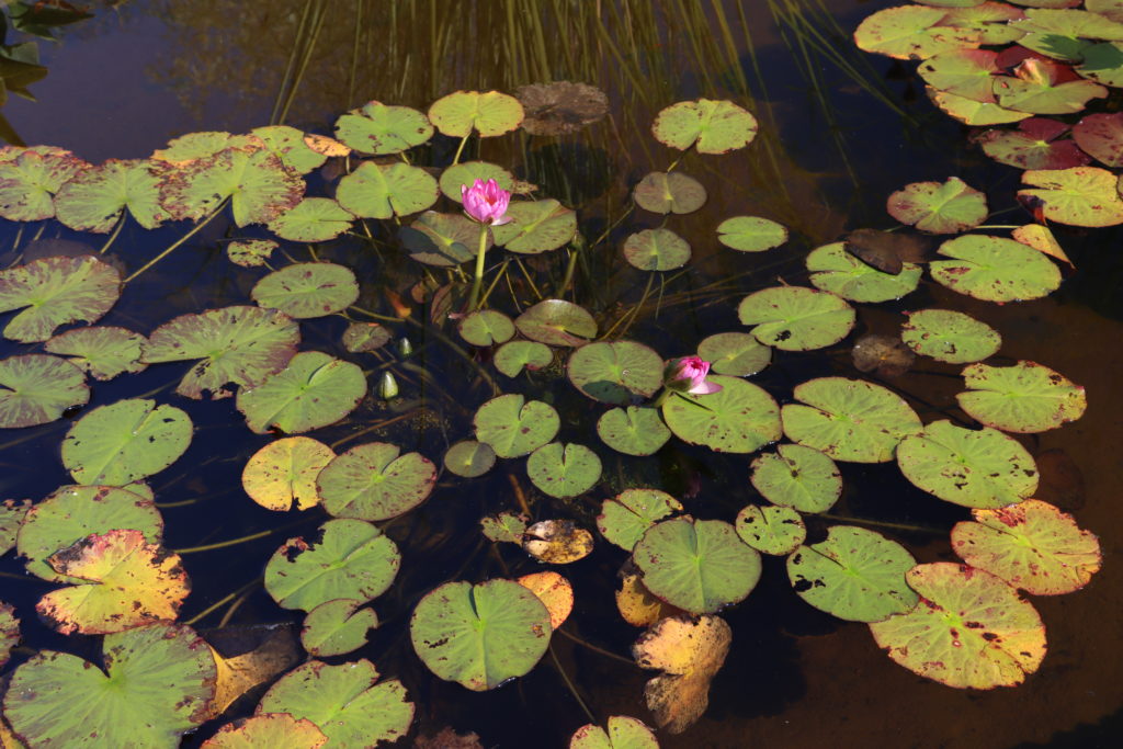 2021 ISG Hardy waterlily 02 - September 22 2021