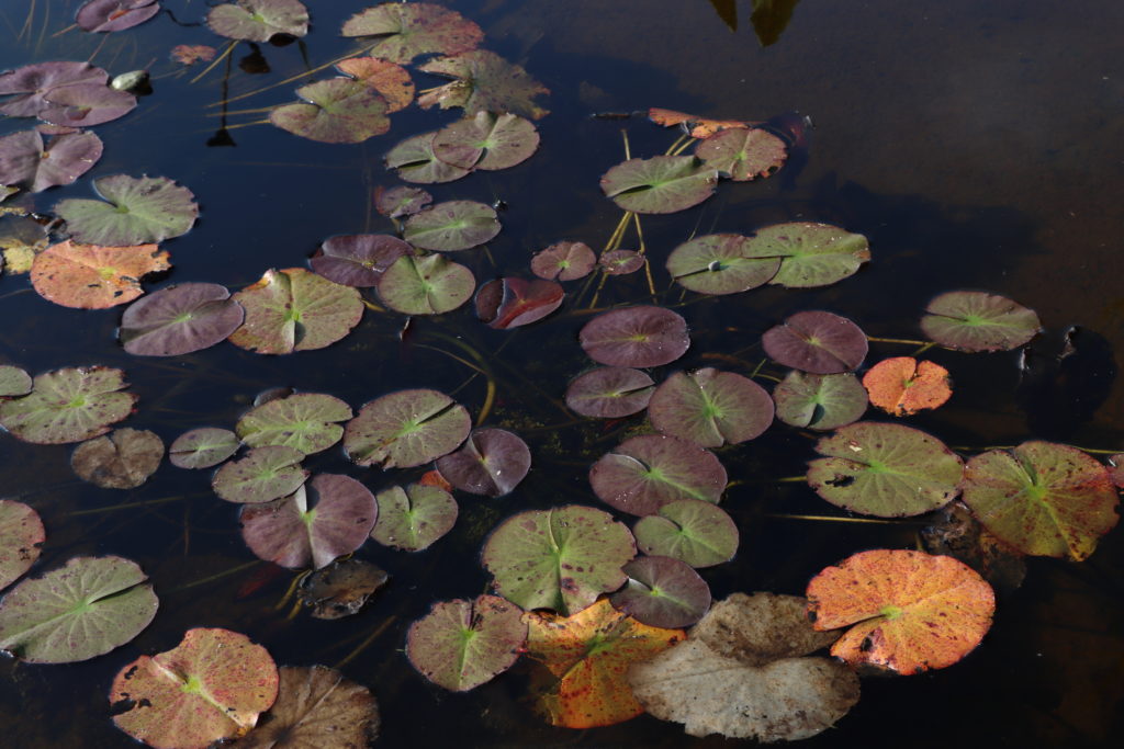 2021 ISG Hardy waterlily 02 - October 12 2021