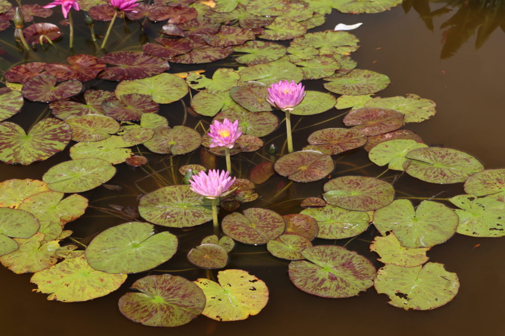 2021 ISG Hardy waterlily 02 - August 15 2021