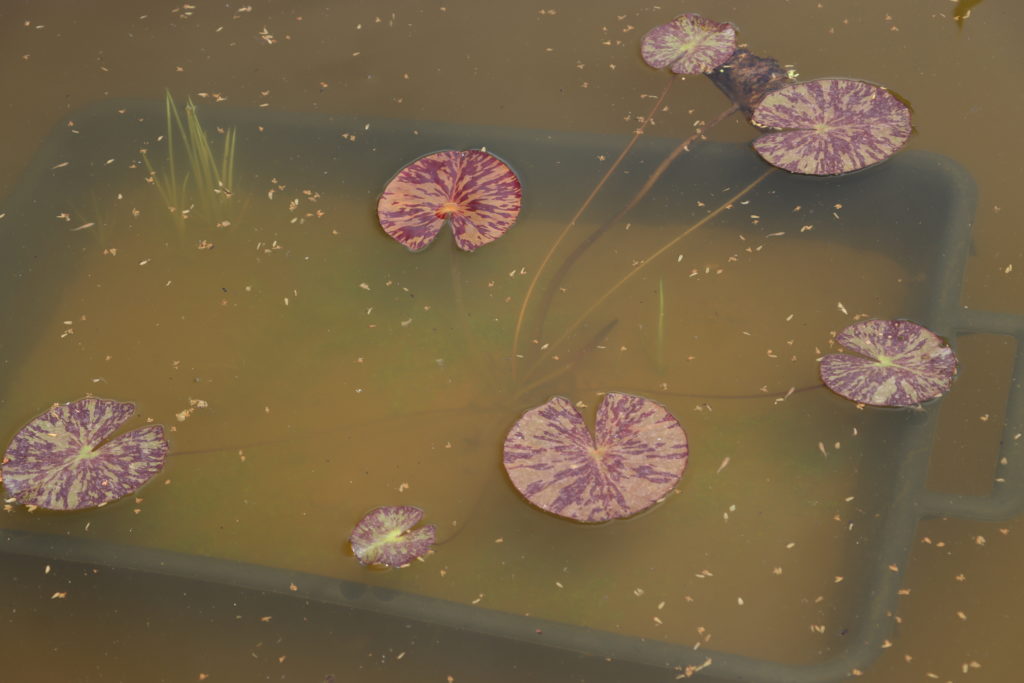 2021 ISG Hardy waterlily 03 - June 21 2021
