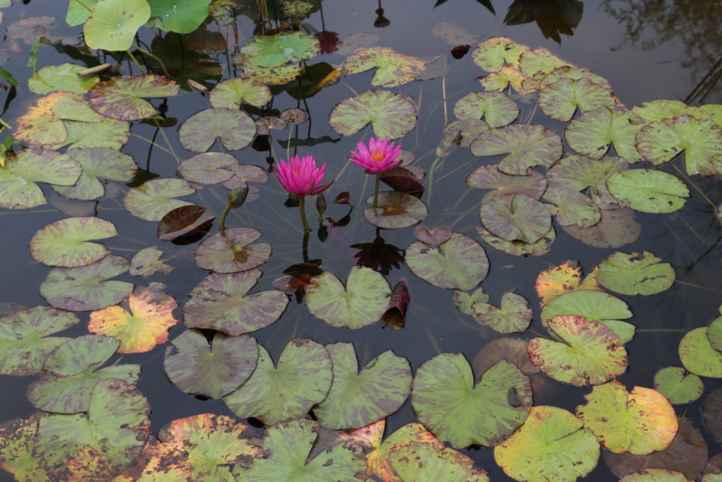 2021 ISG Hardy waterlily 03 - September 15 2021