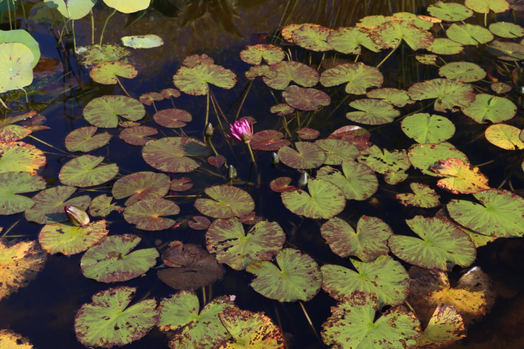 2021 ISG Hardy waterlily 03 - September 22 2021