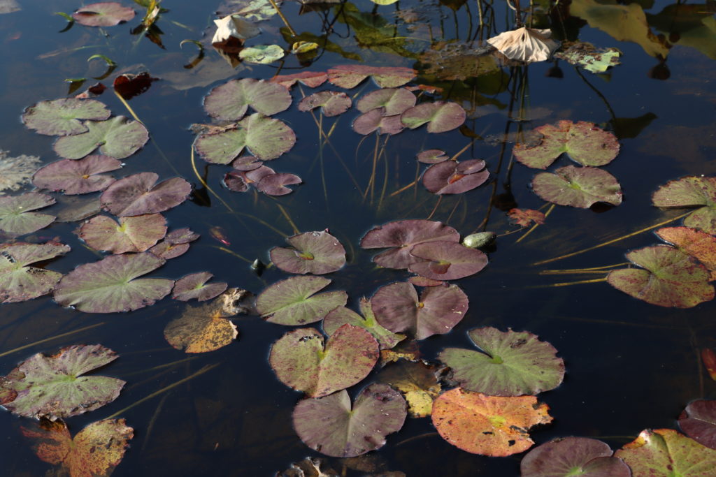 2021 ISG Hardy waterlily 03 - October 12 2021