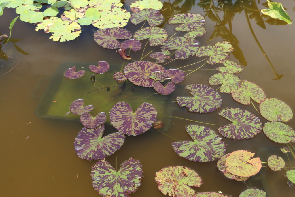 2021 ISG Hardy waterlily 03 - July 16 2021