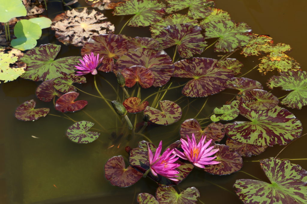 2021 ISG Hardy waterlily 03 - July 22 2021