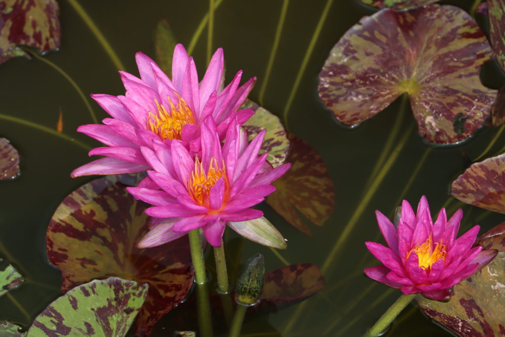 2021 ISG Hardy waterlily 03 - July 24 2021