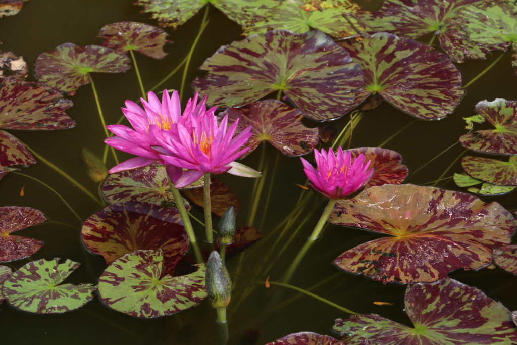 2021 ISG Hardy waterlily 03 - July 24 2021
