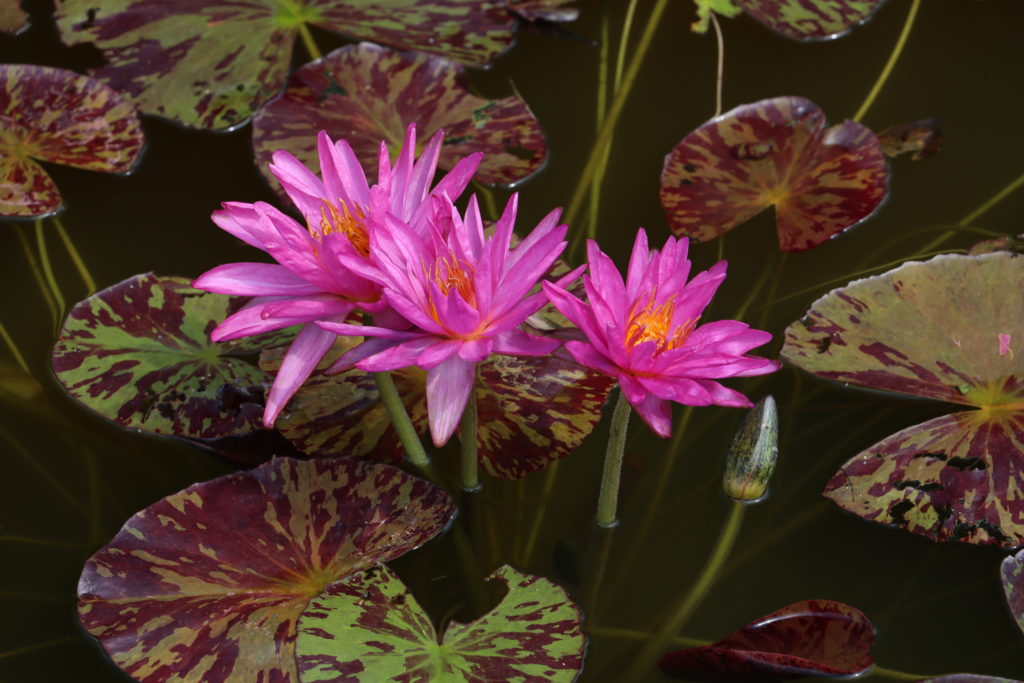 2021 ISG Hardy waterlily 03 - July 25 2021