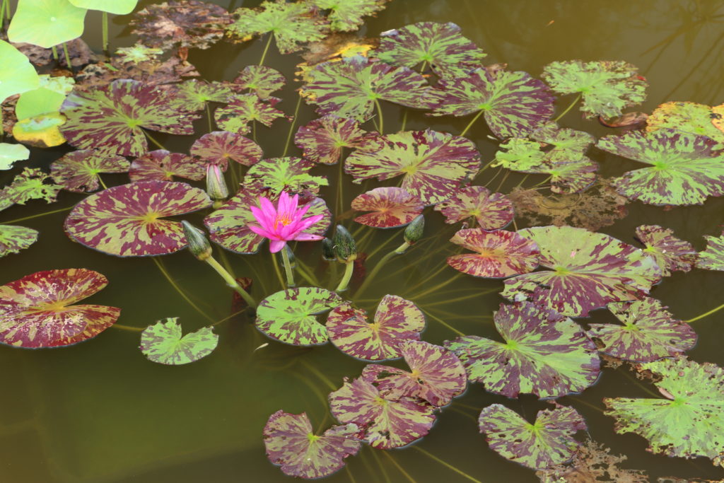 2021 ISG Hardy waterlily 03 - July 28 2021