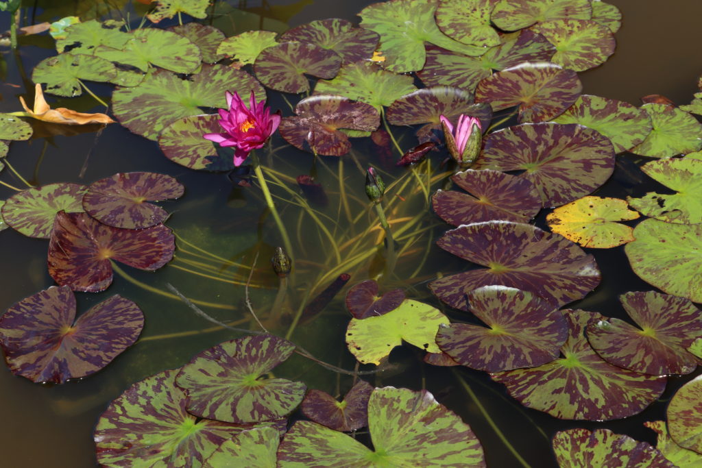 2021 ISG Hardy waterlily 03 - August 14 2021