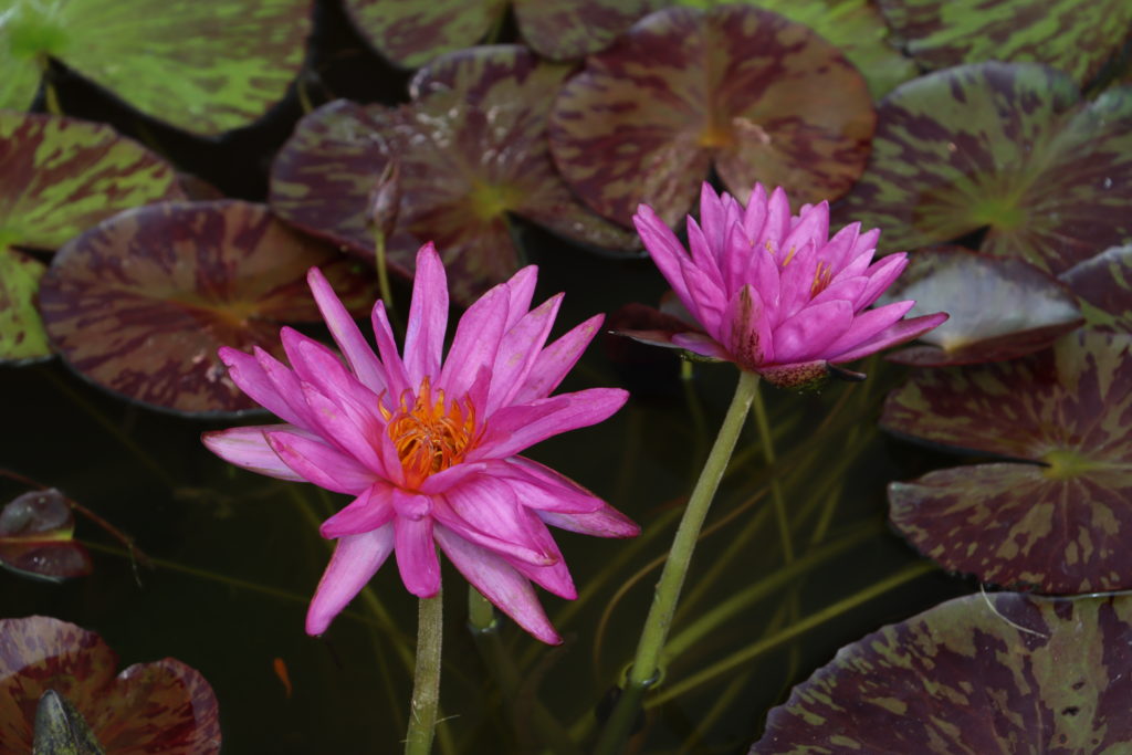 2021 ISG Hardy waterlily 03 - August 16 2021
