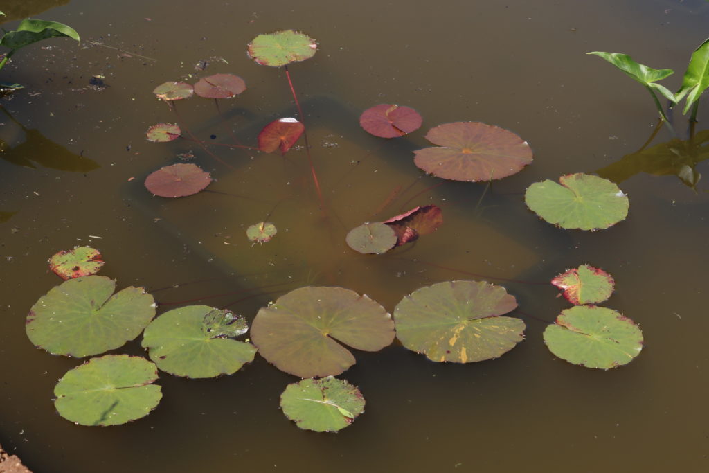 2021 ISG Hardy waterlily 04 - June 10 2021