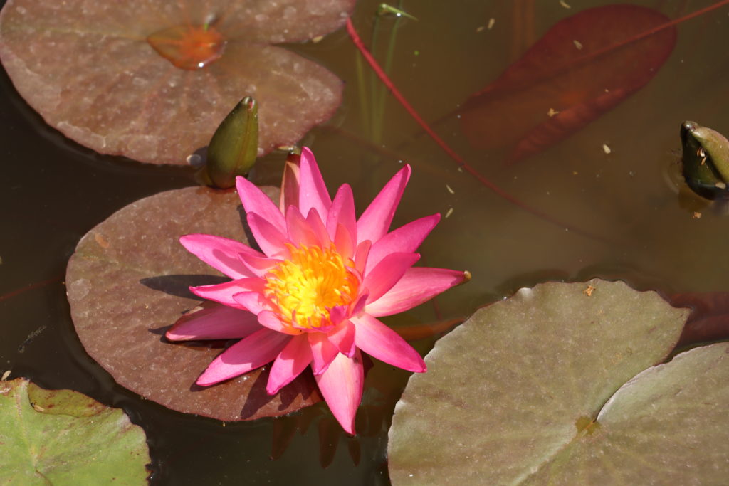 2021 ISG Hardy waterlily 04 - June 21 2021