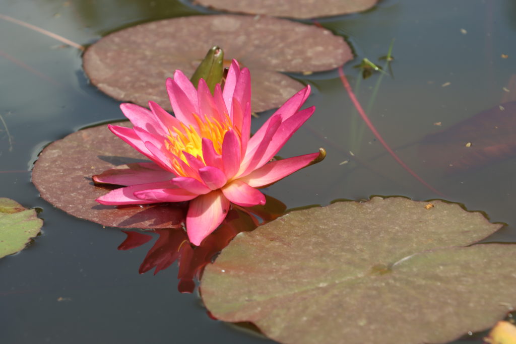 2021 ISG Hardy waterlily 04 - June 21 2021