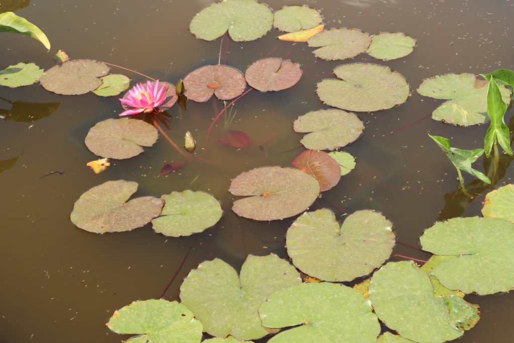 2021 ISG Hardy waterlily 04 - June 21 2021