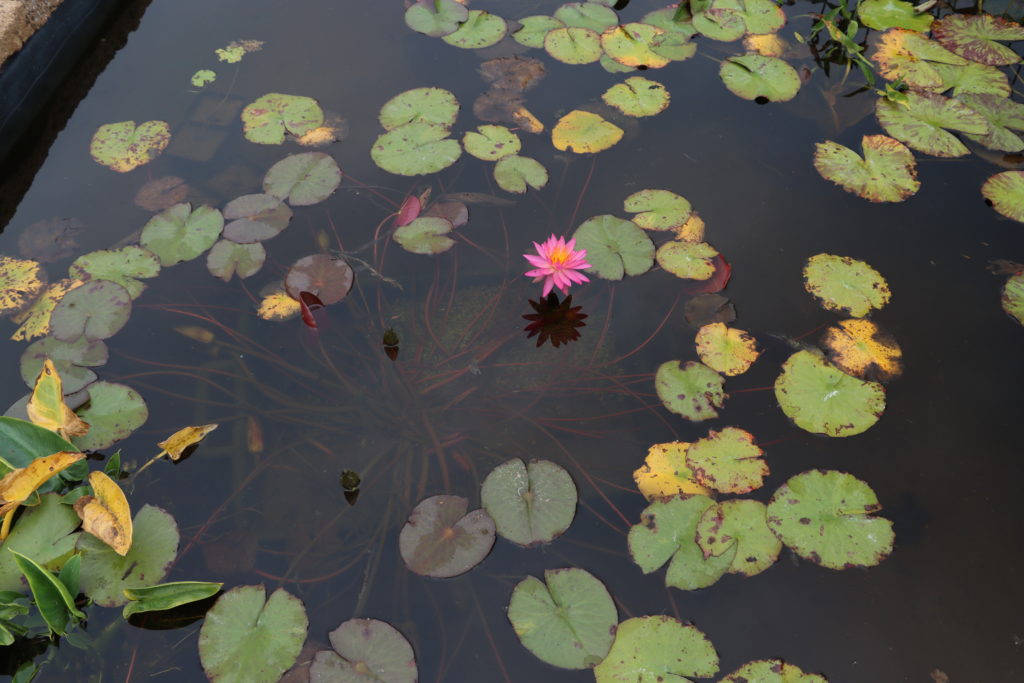 2021 ISG Hardy waterlily 04 - September 15 2021