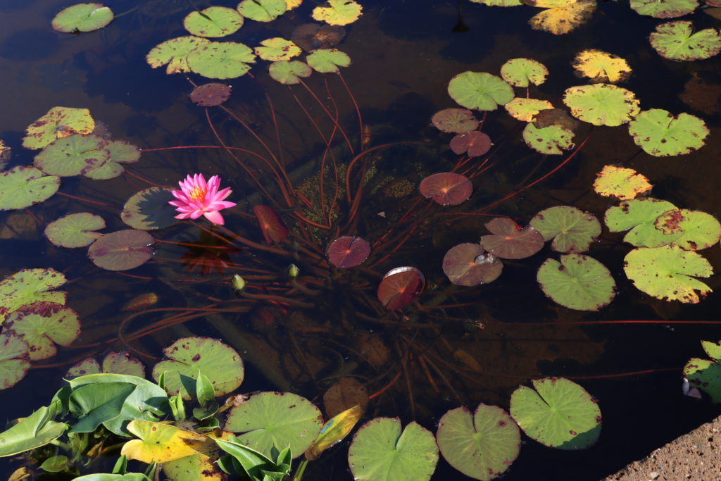 2021 ISG Hardy waterlily 04 - September 22 2021