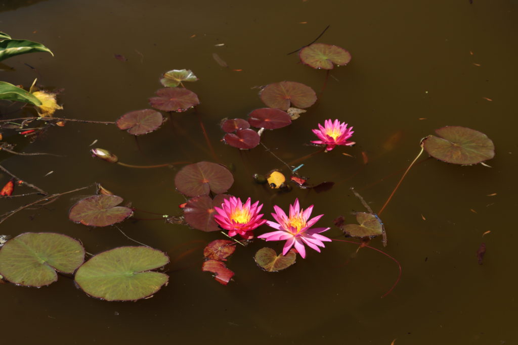 2021 ISG Hardy waterlily 04 - July 09 2021