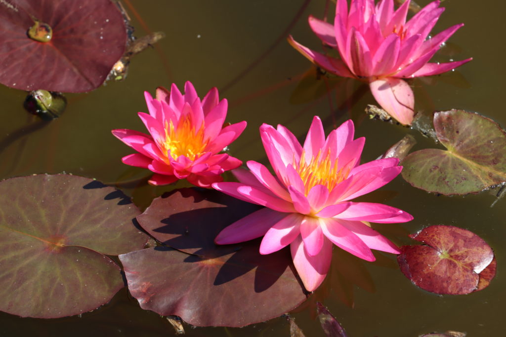 2021 ISG Hardy waterlily 04 - July 10 2021