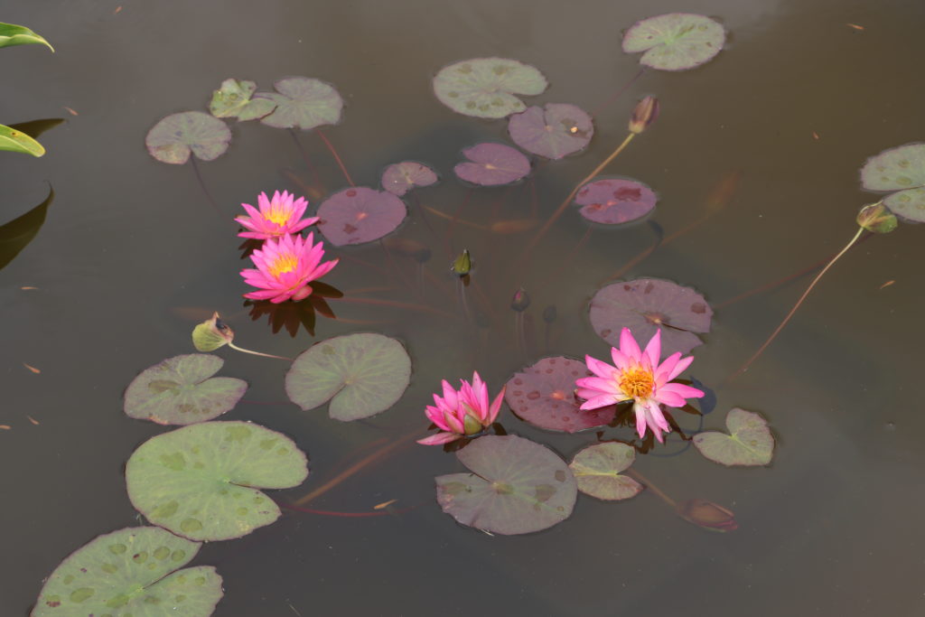 2021 ISG Hardy waterlily 04 - July 13 2021