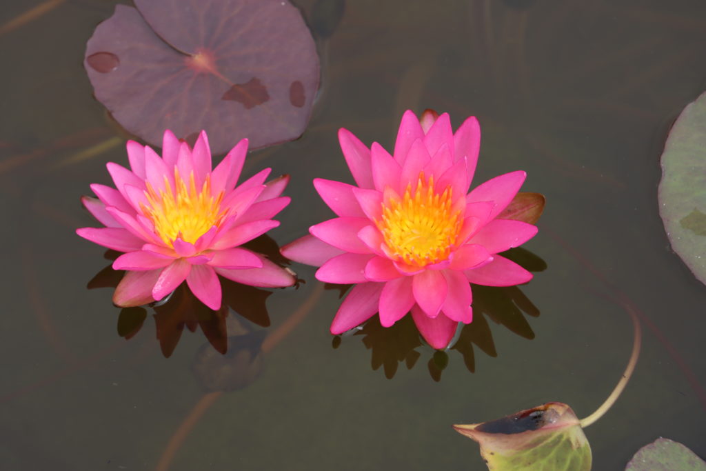 2021 ISG Hardy waterlily 04 - July 13 2021