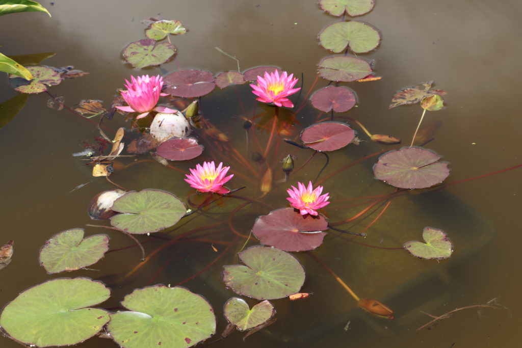 2021 ISG Hardy waterlily 04 - July 16 2021