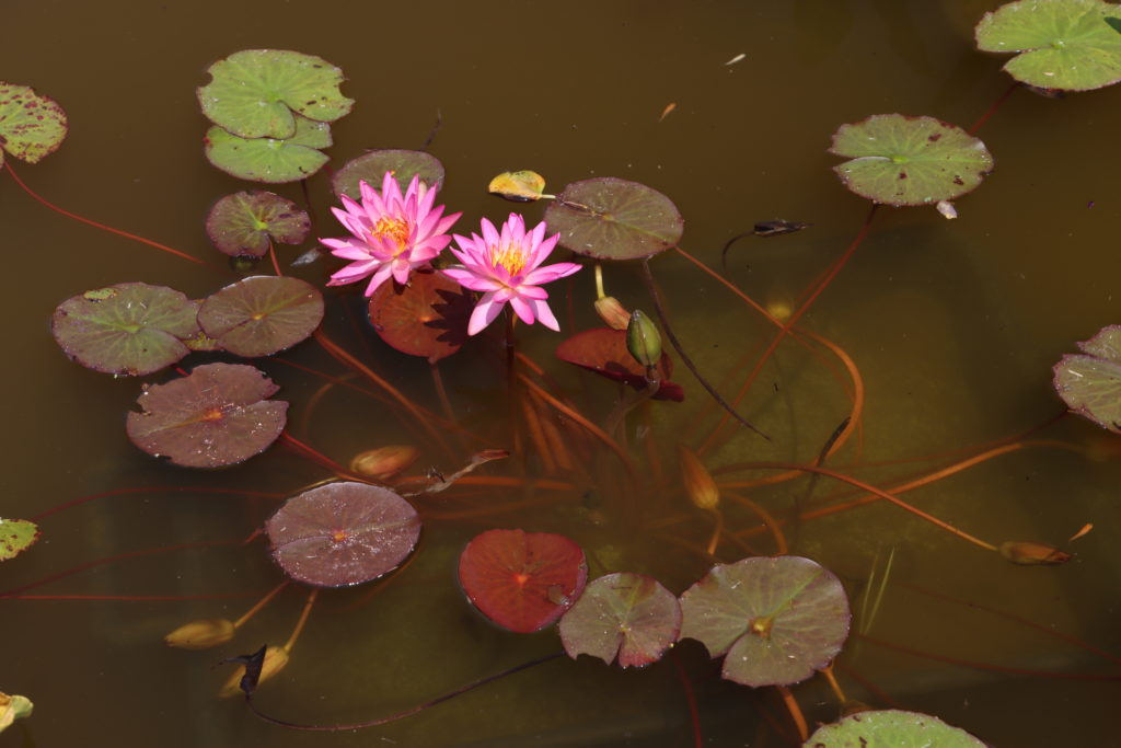 2021 ISG Hardy waterlily 04 - July 22 2021