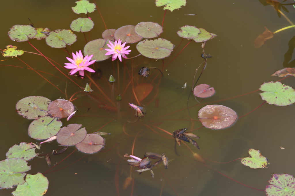 2021 ISG Hardy waterlily 04 - July 28 2021