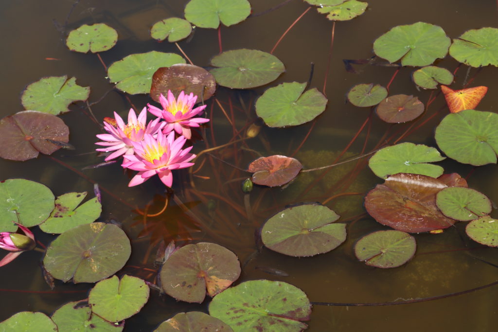 2021 ISG Hardy waterlily 04 - August 14 2021