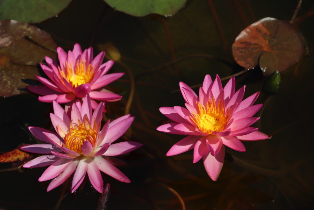 2021 ISG Hardy waterlily 04 - August 14 2021