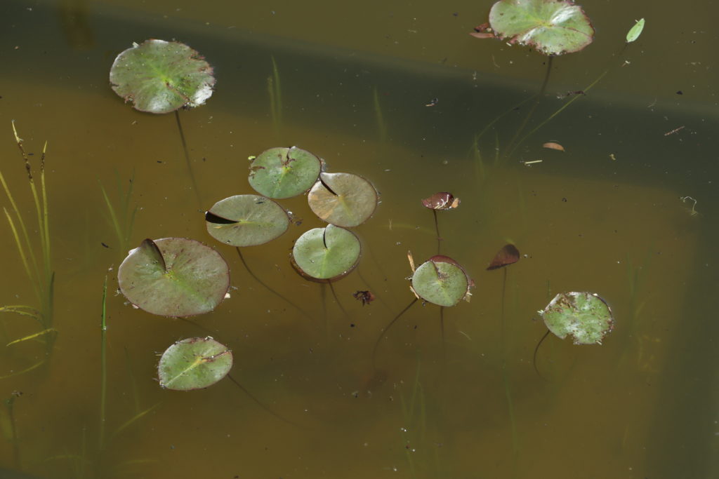 2021 ISG Hardy waterlily 05 - June 10 2021