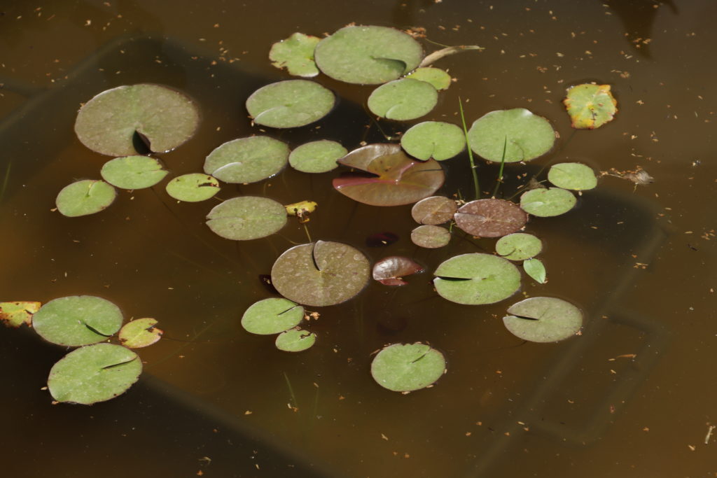2021 ISG Hardy waterlily 05 - June 21 2021