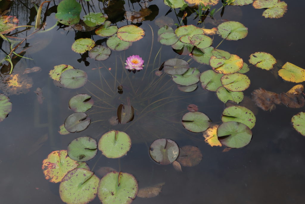 2021 ISG Hardy waterlily 05 - September 15 2021