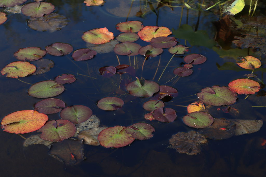 2021 ISG Hardy waterlily 05 - October 12 2021