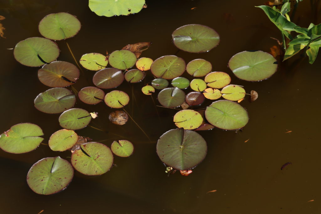 2021 ISG Hardy waterlily 05 - July 09 2021