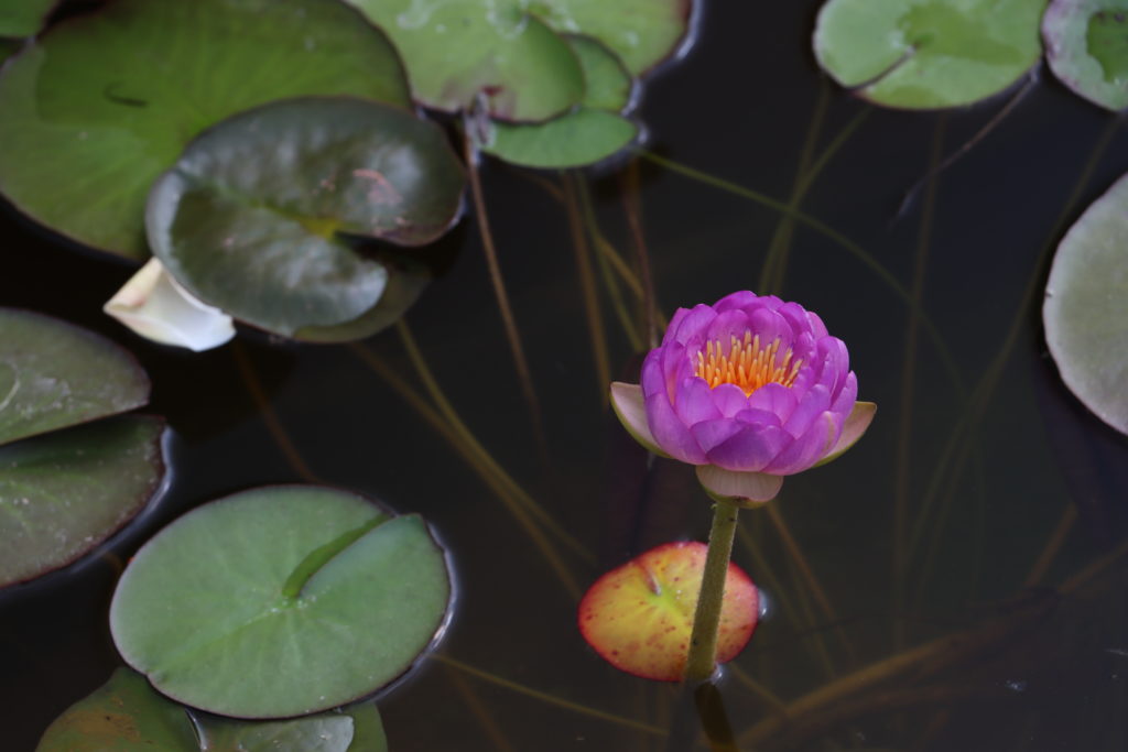 2021 ISG Hardy waterlily 05 - August 16 2021