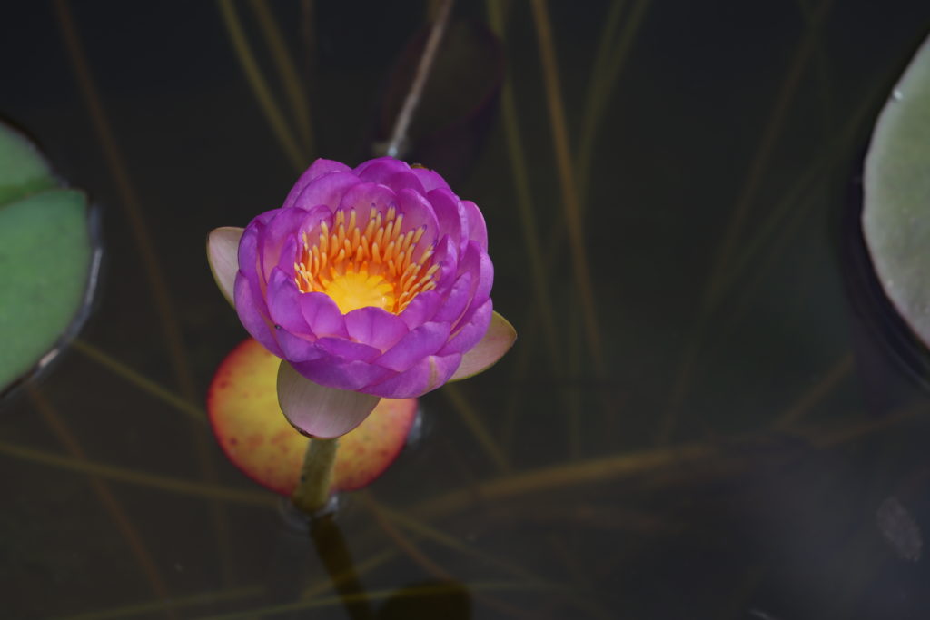 2021 ISG Hardy waterlily 05 - August 16 2021