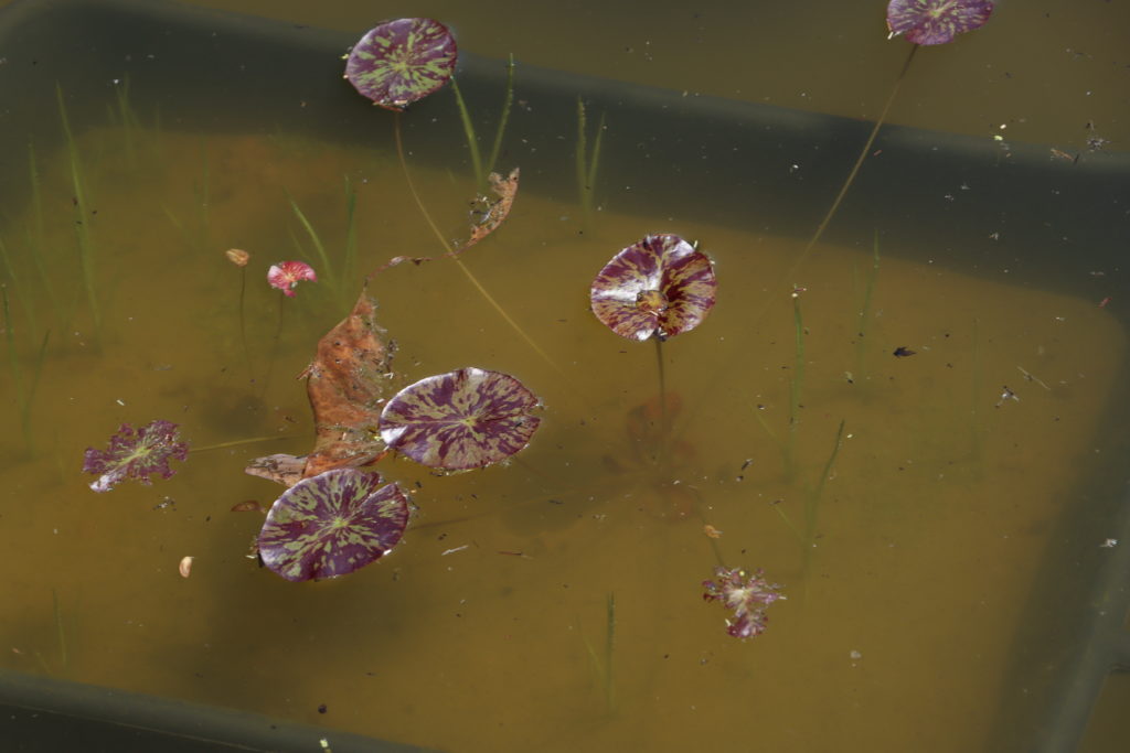 2021 ISG Hardy waterlily 06 - June 10 2021