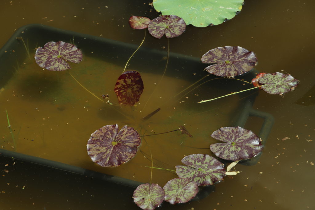2021 ISG Hardy waterlily 06 - June 21 2021