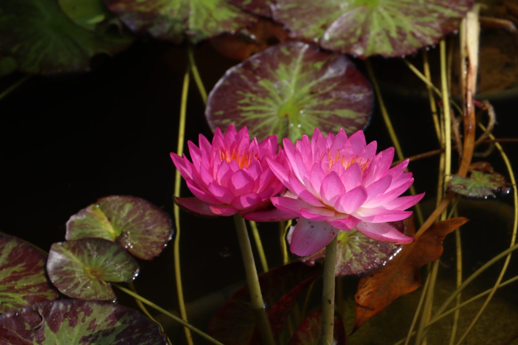 2021 ISG Hardy waterlily 06 - September 3 2021